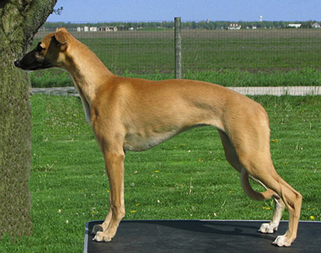 Red fawn deals whippet